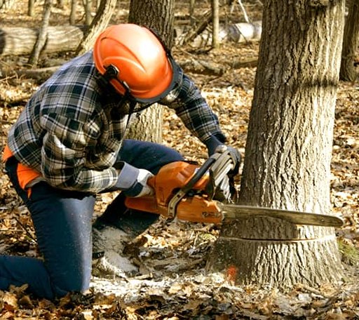 Tree Removal in South Barre, VT